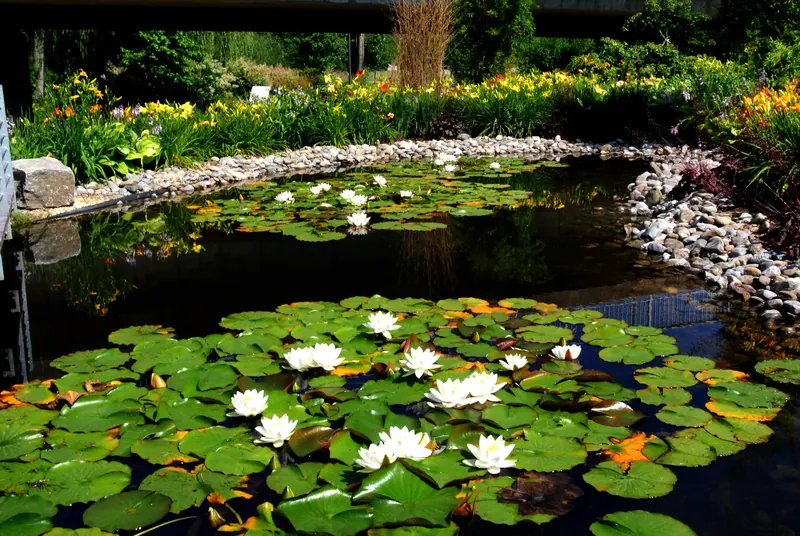 Seerosenteich im Brenzpark Heidenheim